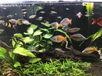 Live Anubias Barteri Broadleaf Aquarium Plant product image 52