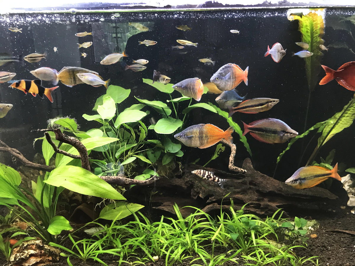 Live Anubias Barteri Broadleaf Aquarium Plant product image 52