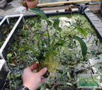 Live Anubias Barteri Broadleaf Aquarium Plant product image 53