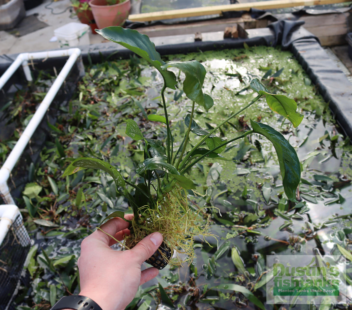Live Anubias Barteri Broadleaf Aquarium Plant product image 53