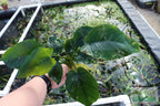 Live Anubias Barteri Broadleaf Aquarium Plant product image 54