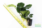 Live Anubias Barteri Broadleaf Aquarium Plant product image 55