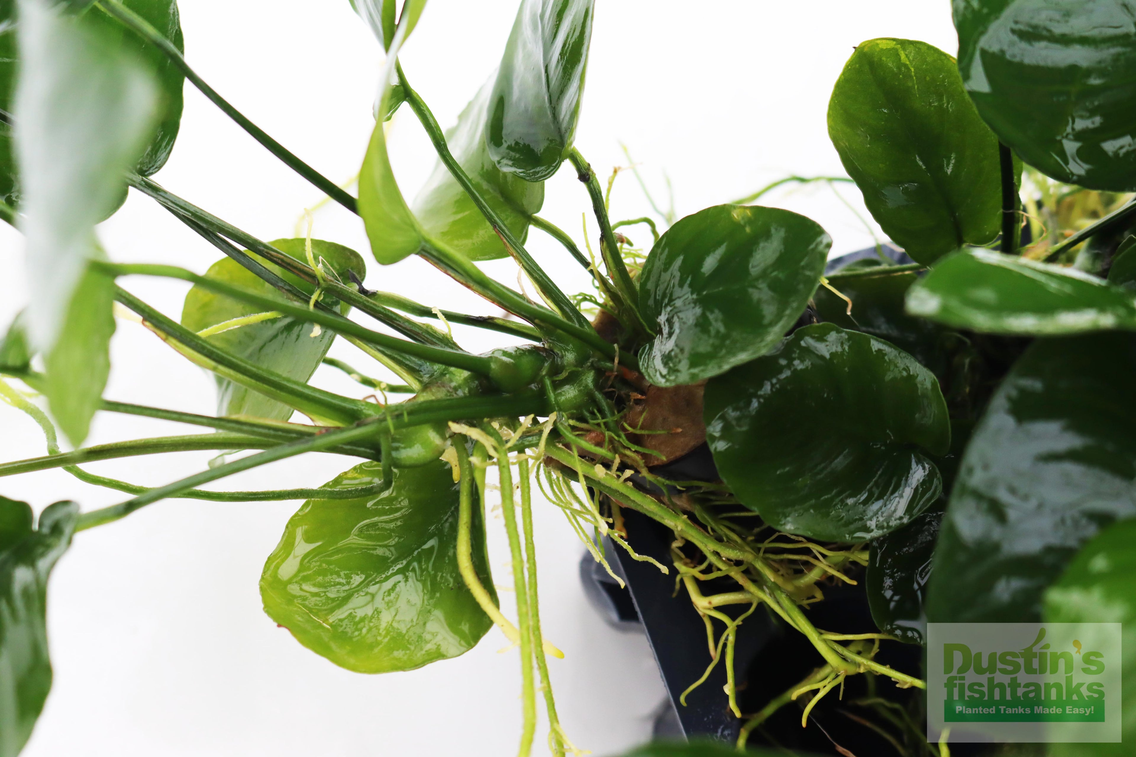 Live Anubias Barteri Broadleaf Aquarium Plant product image 56
