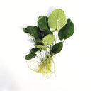 Live Anubias Barteri Broadleaf Aquarium Plant product image 57