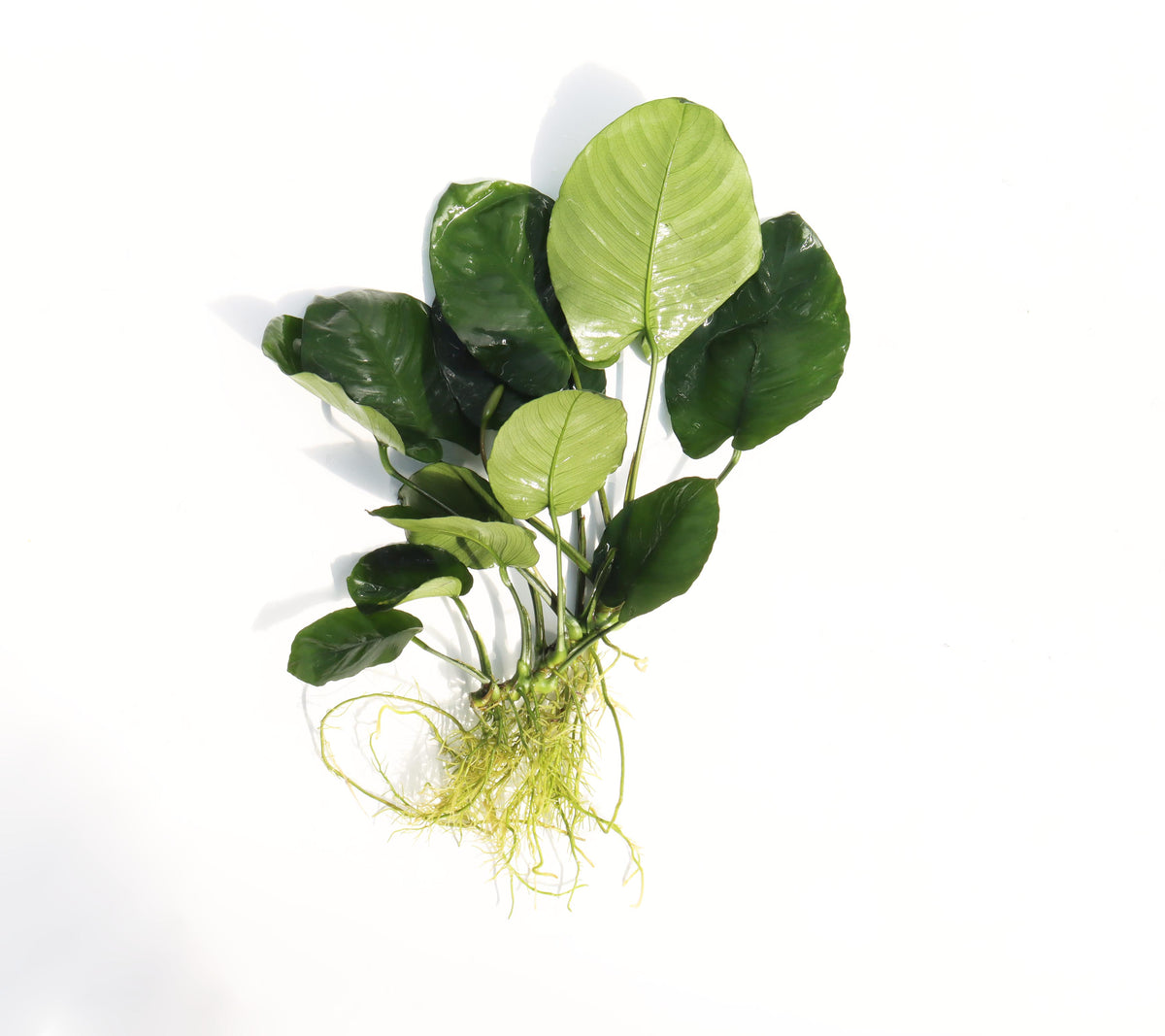 Live Anubias Barteri Broadleaf Aquarium Plant product image 57