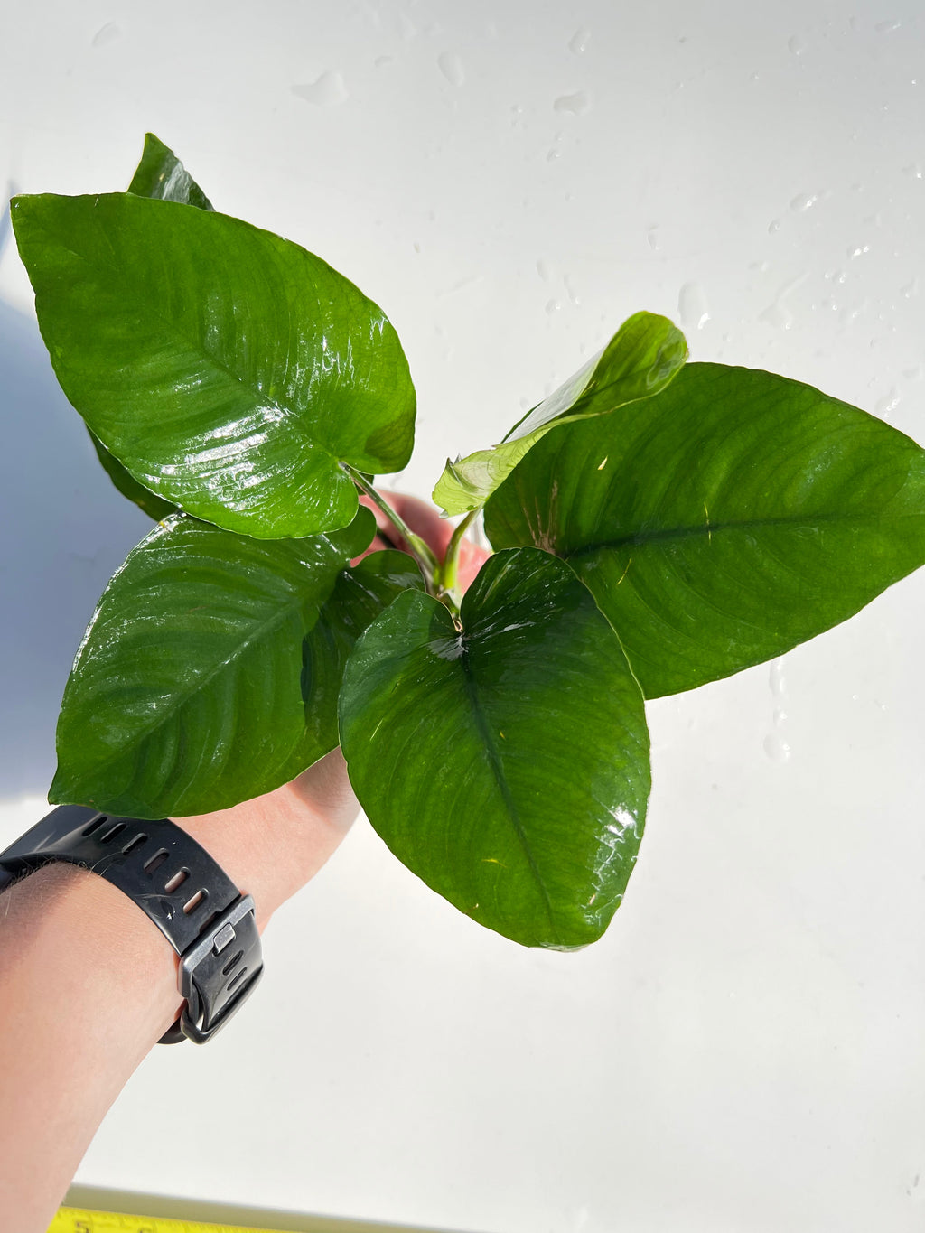 Live Anubias Barteri Broadleaf Aquarium Plant product image 58