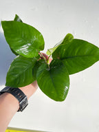 Live Anubias Barteri Broadleaf Aquarium Plant product image 58