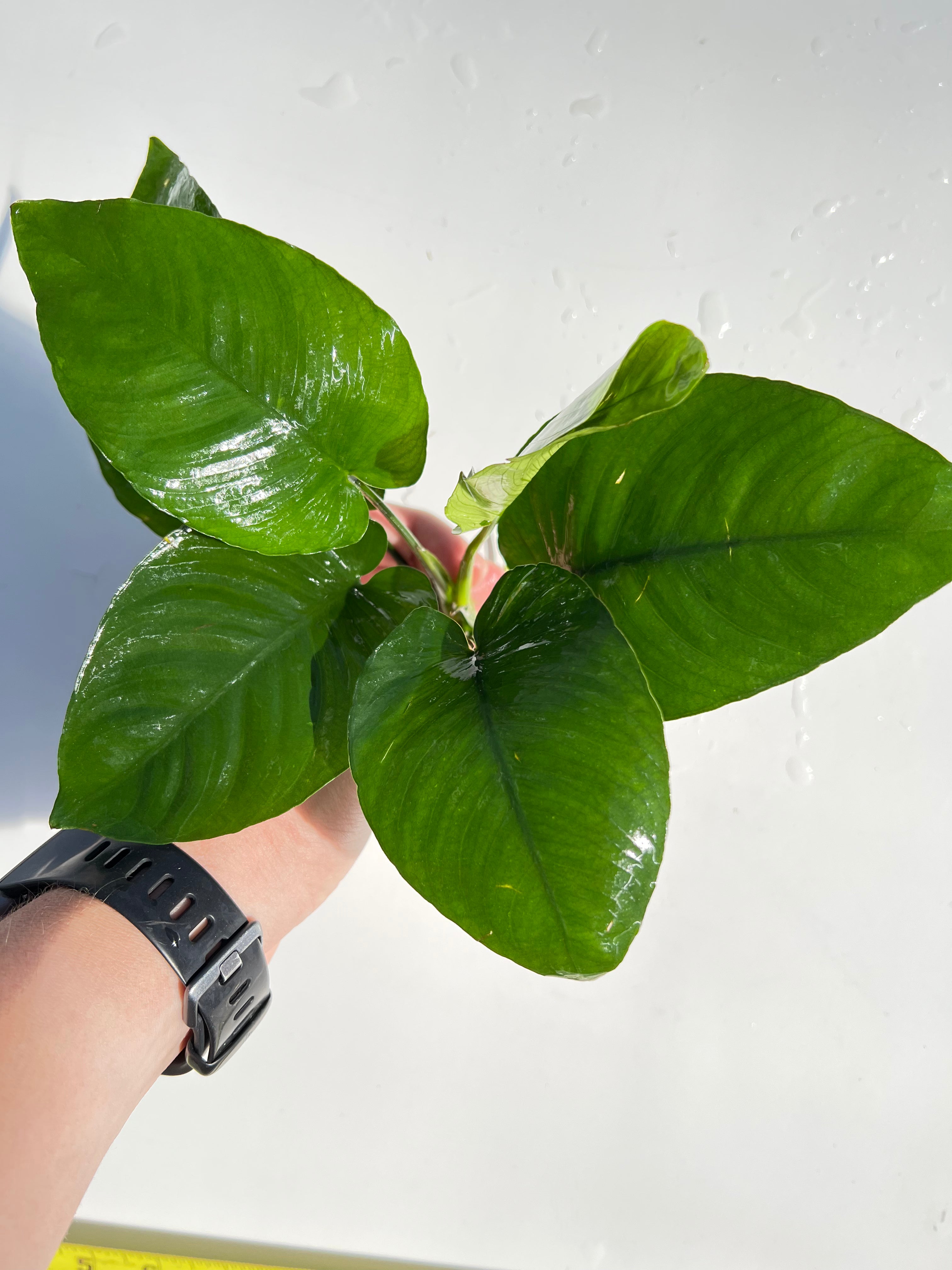 Live Anubias Barteri Broadleaf Aquarium Plant product image 58