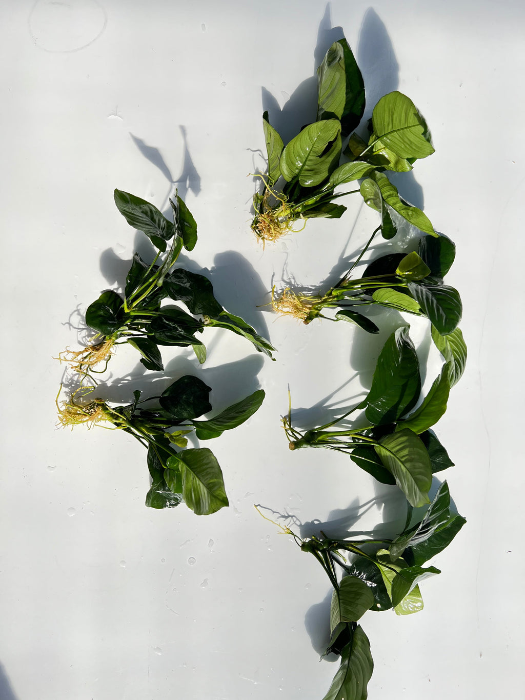 Live Anubias Barteri Broadleaf Aquarium Plant product image 59