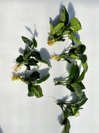 Live Anubias Barteri Broadleaf Aquarium Plant product image 59