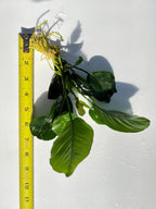 Live Anubias Barteri Broadleaf Aquarium Plant product image 60