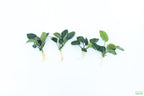 Anubias Barteri Broadleaf_BARE ROOT_Aquarium Plant For Sale
