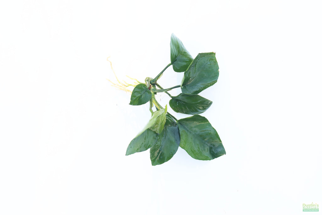 Anubias Barteri Broadleaf_BARE ROOT_Aquarium Plant For Sale