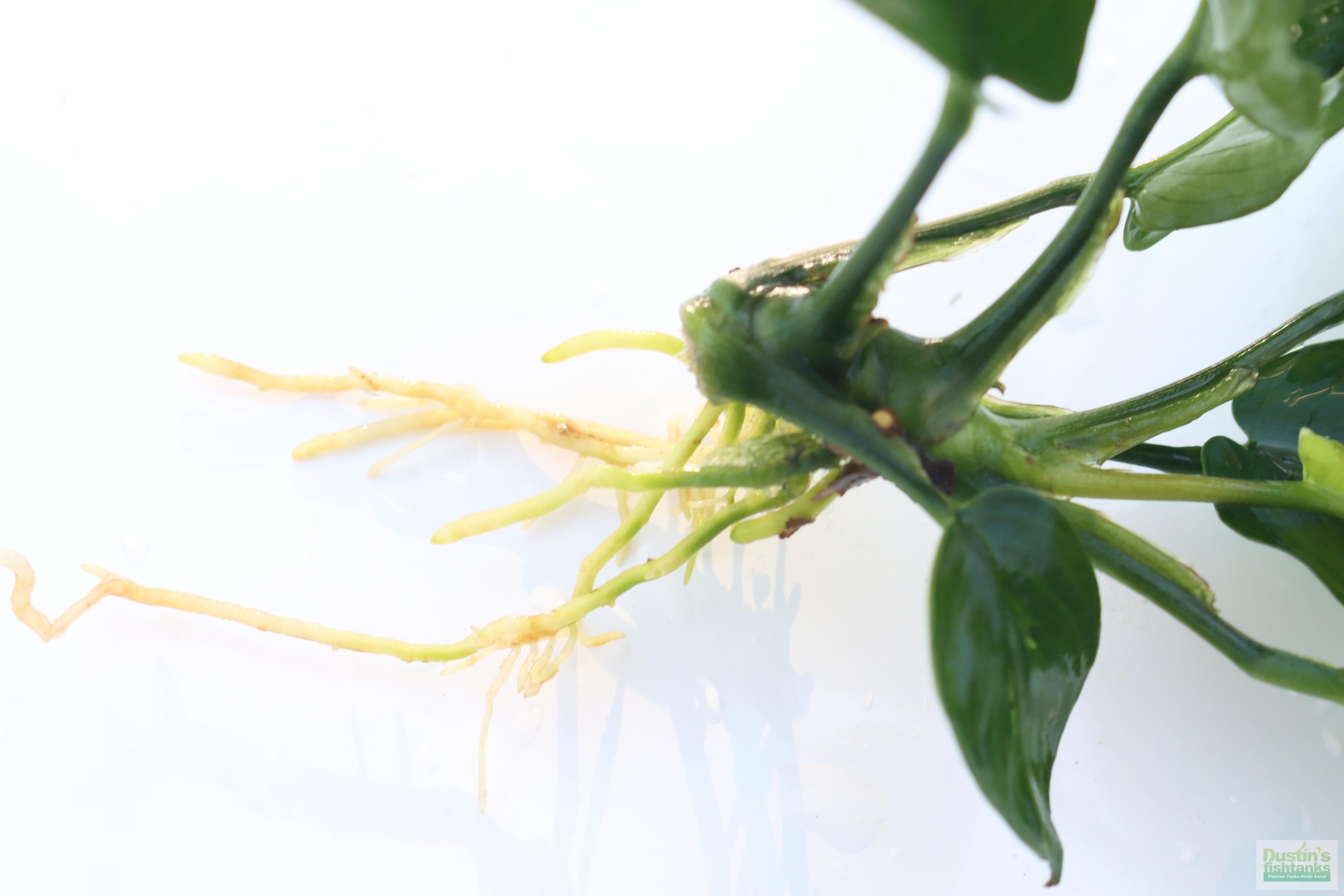 Anubias Barteri Broadleaf_BARE ROOT_Aquarium Plant For Sale