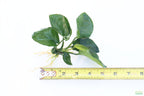 Anubias Barteri Broadleaf_BARE ROOT_Aquarium Plant For Sale