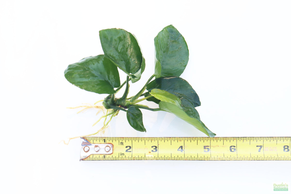 Anubias Barteri Broadleaf_BARE ROOT_Aquarium Plant For Sale