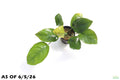Live Anubias Barteri Broadleaf Aquarium Plant, Anubias LARGE POTTED Photos Labeled (6.14.23)