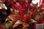 Alternanthera Reineckii Variegated_Aquarium Plant For Sale