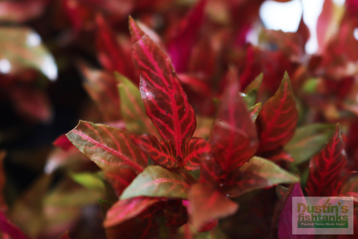 Alternanthera Reineckii Variegated_Aquarium Plant For Sale