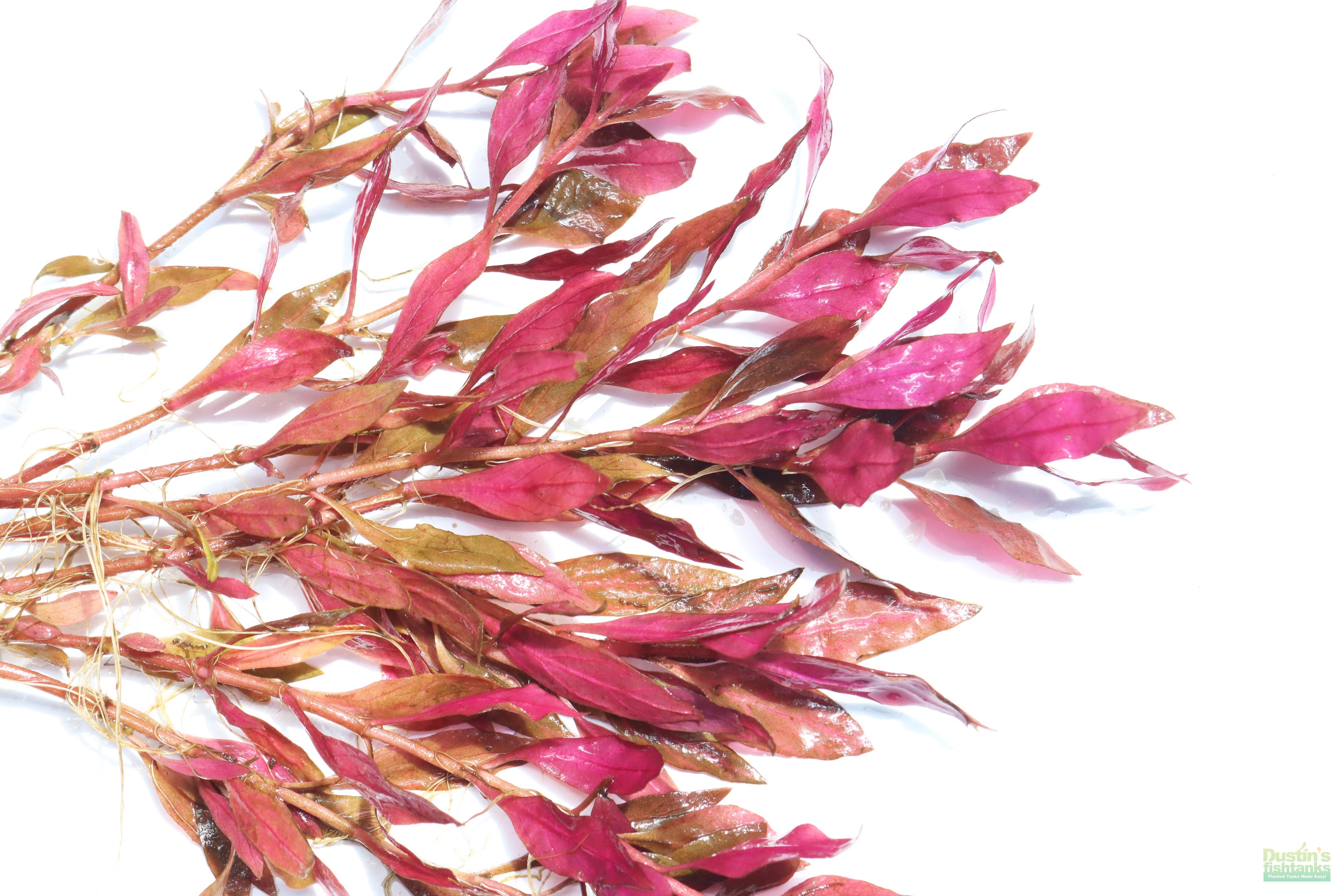 Alternanthera Reineckii Variegated_Aquarium Plant For Sale