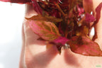 Alternanthera Reineckii Variegated_Aquarium Plant For Sale