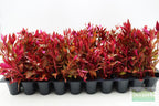 Alternanthera Reineckii Variegated_Aquarium Plant For Sale