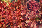 Alternanthera Reineckii Variegated_Aquarium Plant For Sale