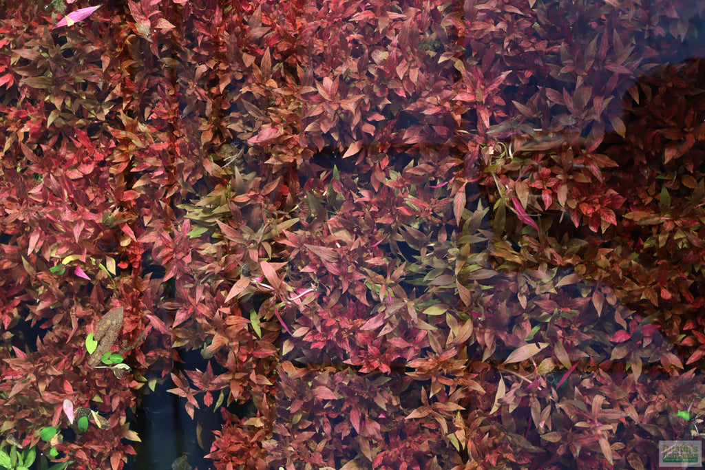 Alternanthera Reineckii Variegated_Aquarium Plant For Sale