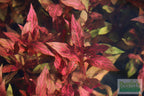 Alternanthera Reineckii Variegated_Aquarium Plant For Sale