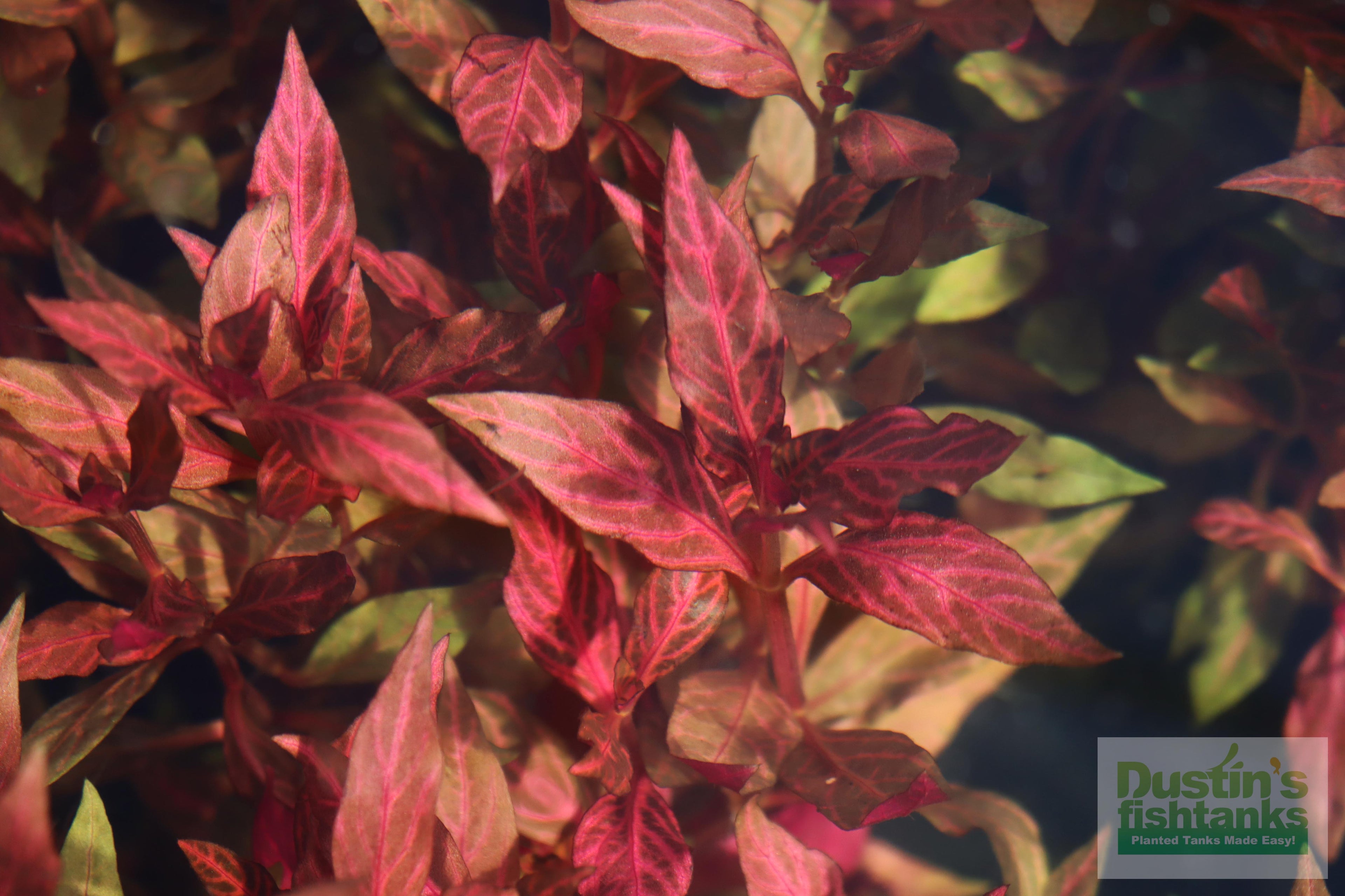Alternanthera Reineckii Variegated_Aquarium Plant For Sale