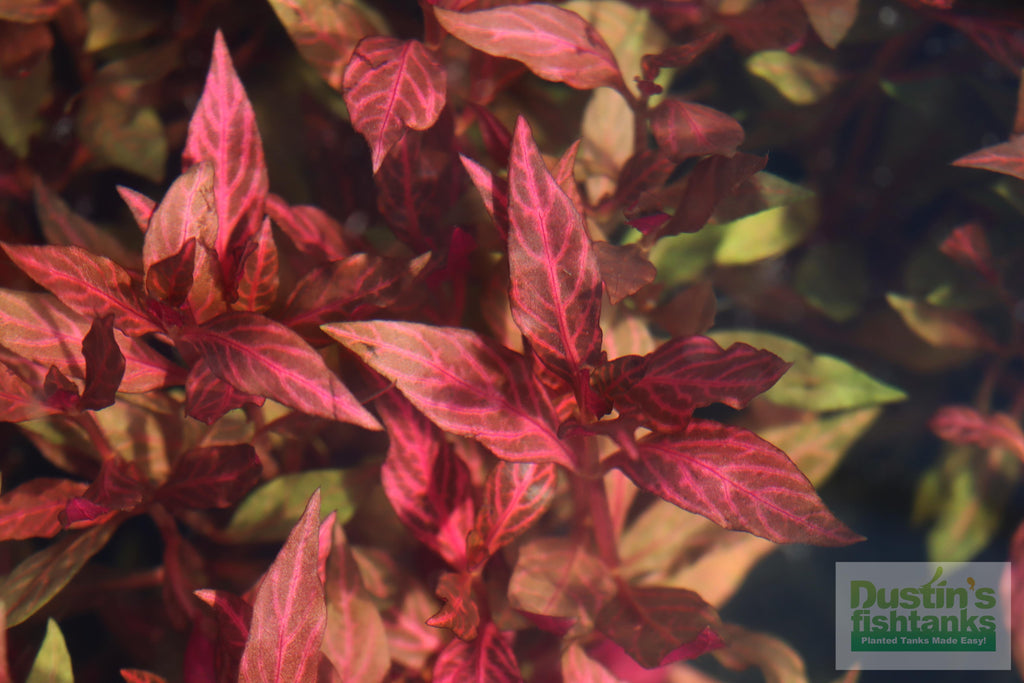 Alternanthera Reineckii Variegated_Aquarium Plant For Sale