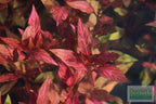 Alternanthera Reineckii Variegated_Aquarium Plant For Sale