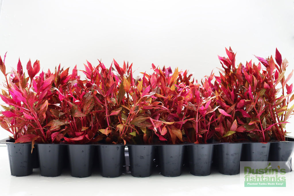 Alternanthera Reineckii Variegated_Aquarium Plant For Sale