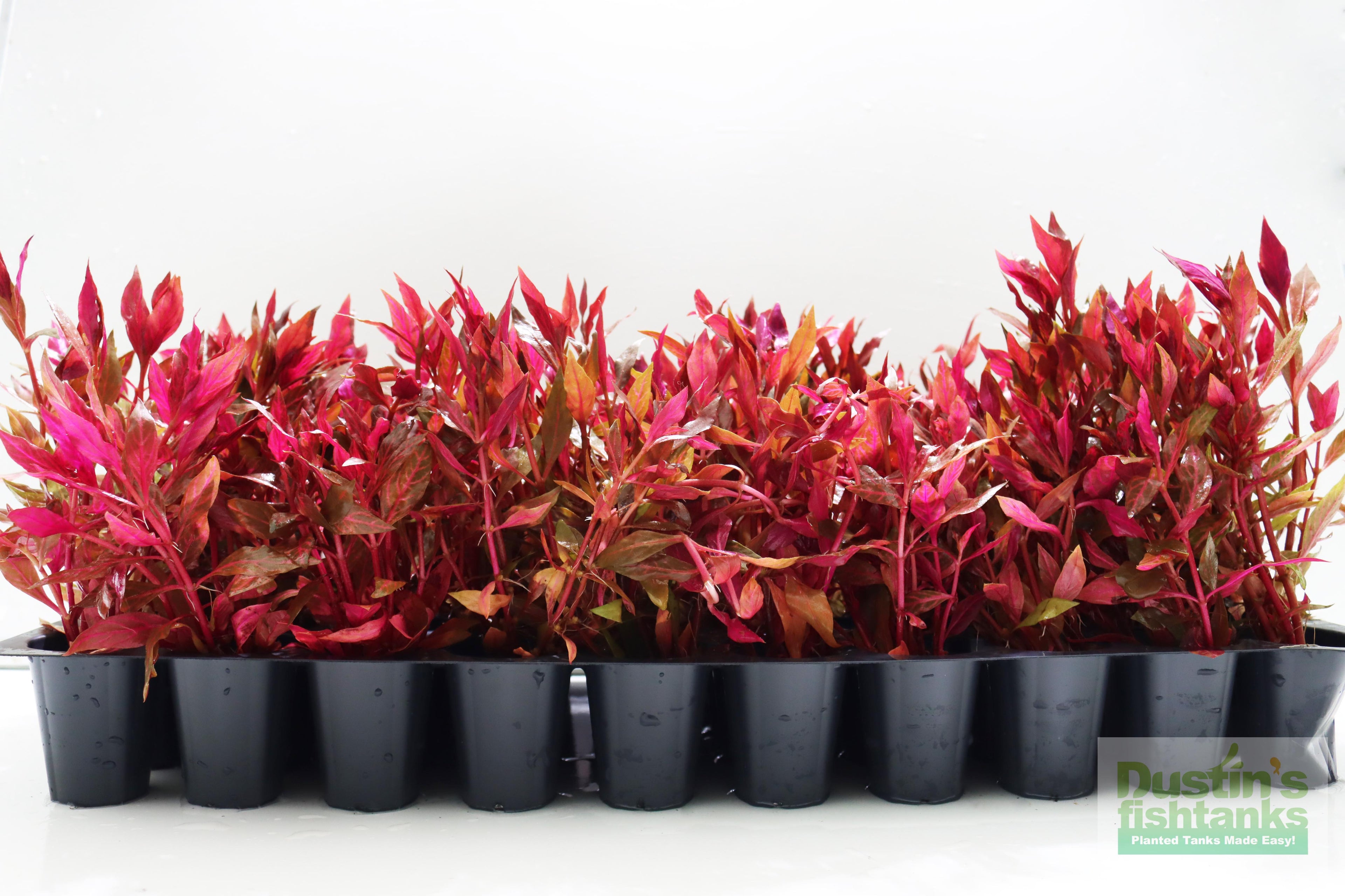 Alternanthera Reineckii Variegated_Aquarium Plant For Sale