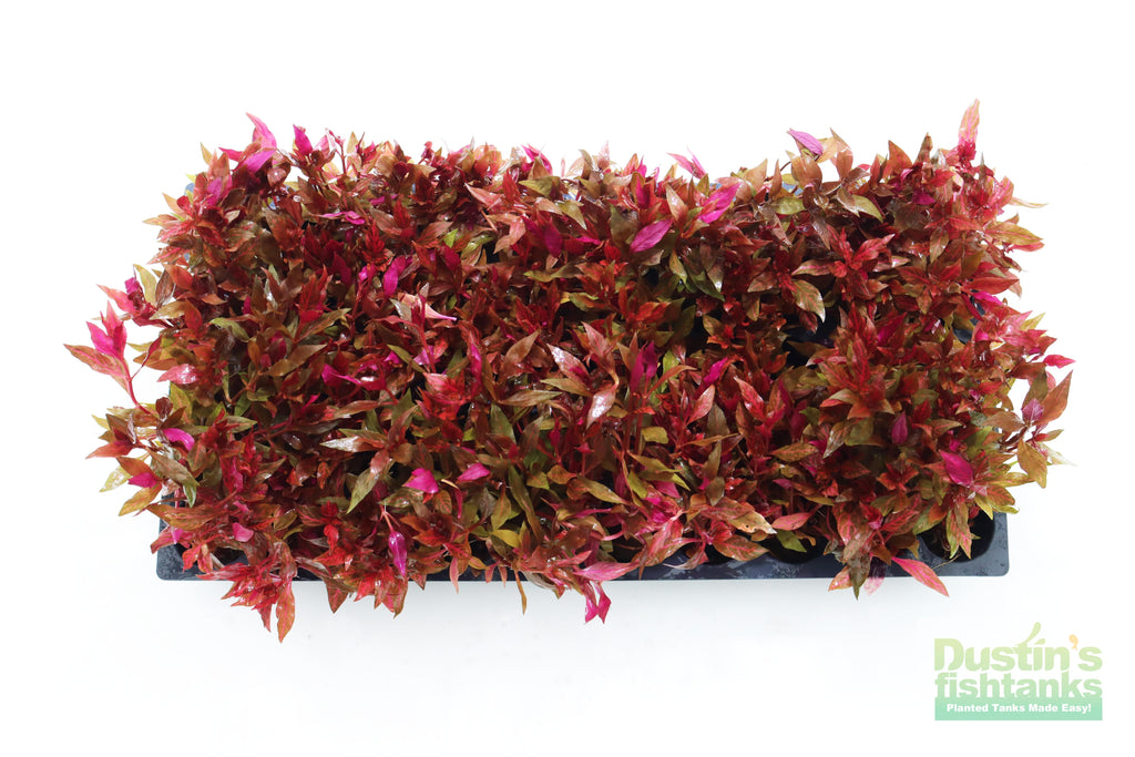 Alternanthera Reineckii Variegated_Aquarium Plant For Sale