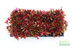 Alternanthera Reineckii Variegated_Aquarium Plant For Sale