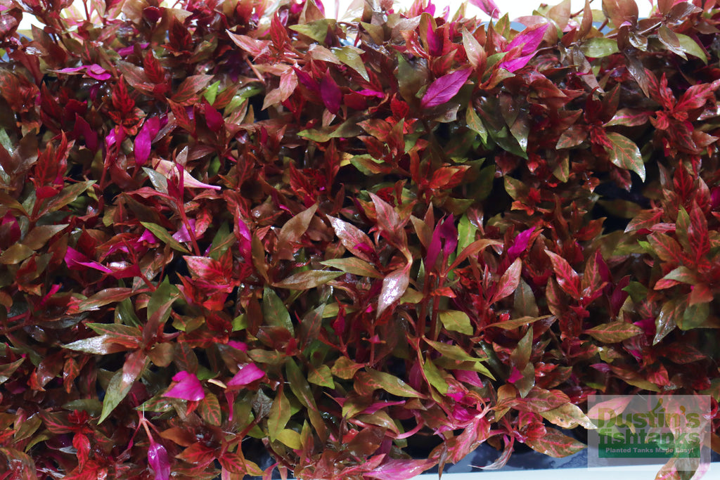 Alternanthera Reineckii Variegated_Aquarium Plant For Sale