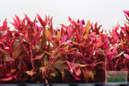 Alternanthera Reineckii Variegated_Aquarium Plant For Sale
