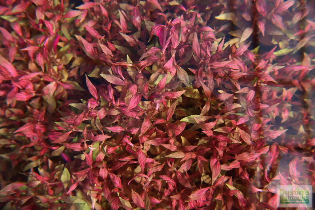 Alternanthera Reineckii Variegated_Aquarium Plant For Sale