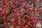 Alternanthera Reineckii Variegated_Aquarium Plant For Sale