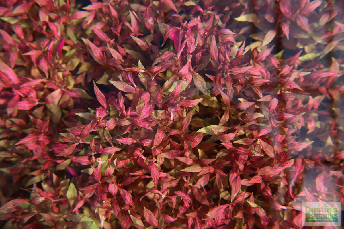Alternanthera Reineckii Variegated_Aquarium Plant For Sale