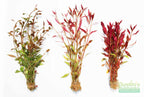 Alteranthera Green, Alteranthera Red, AND THIS PLANT Our #1 Alteranthera Red Varigated