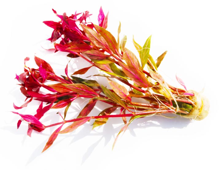 Live Alternanthera Aquarium Plant, Alternanthera (Variegated)