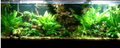 Aquarium Plant Combo product image 1
