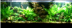 Aquarium Plant Combo product image 1