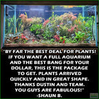 Aquarium Plant Combo product image 2