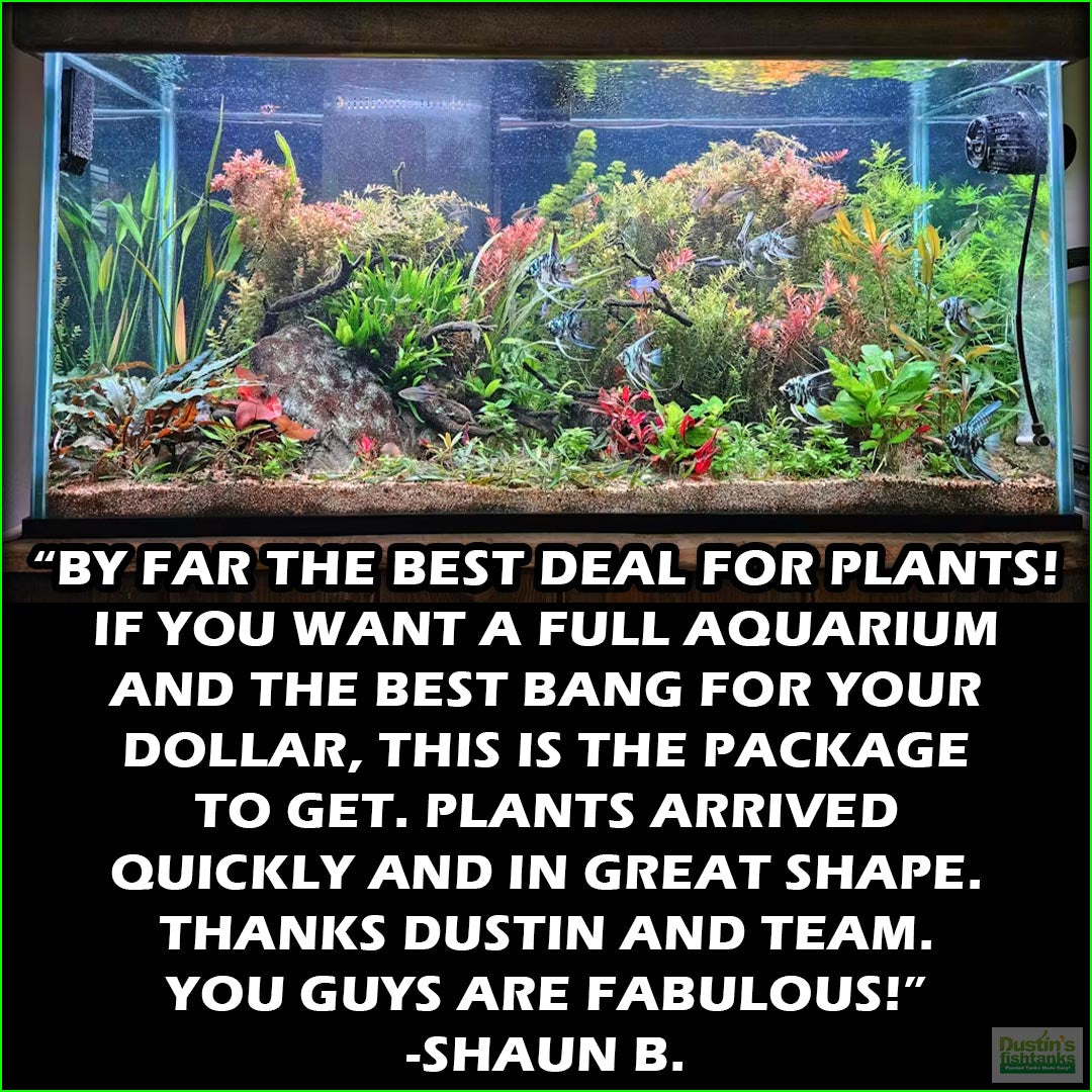 Aquarium Plant Combo product image 2