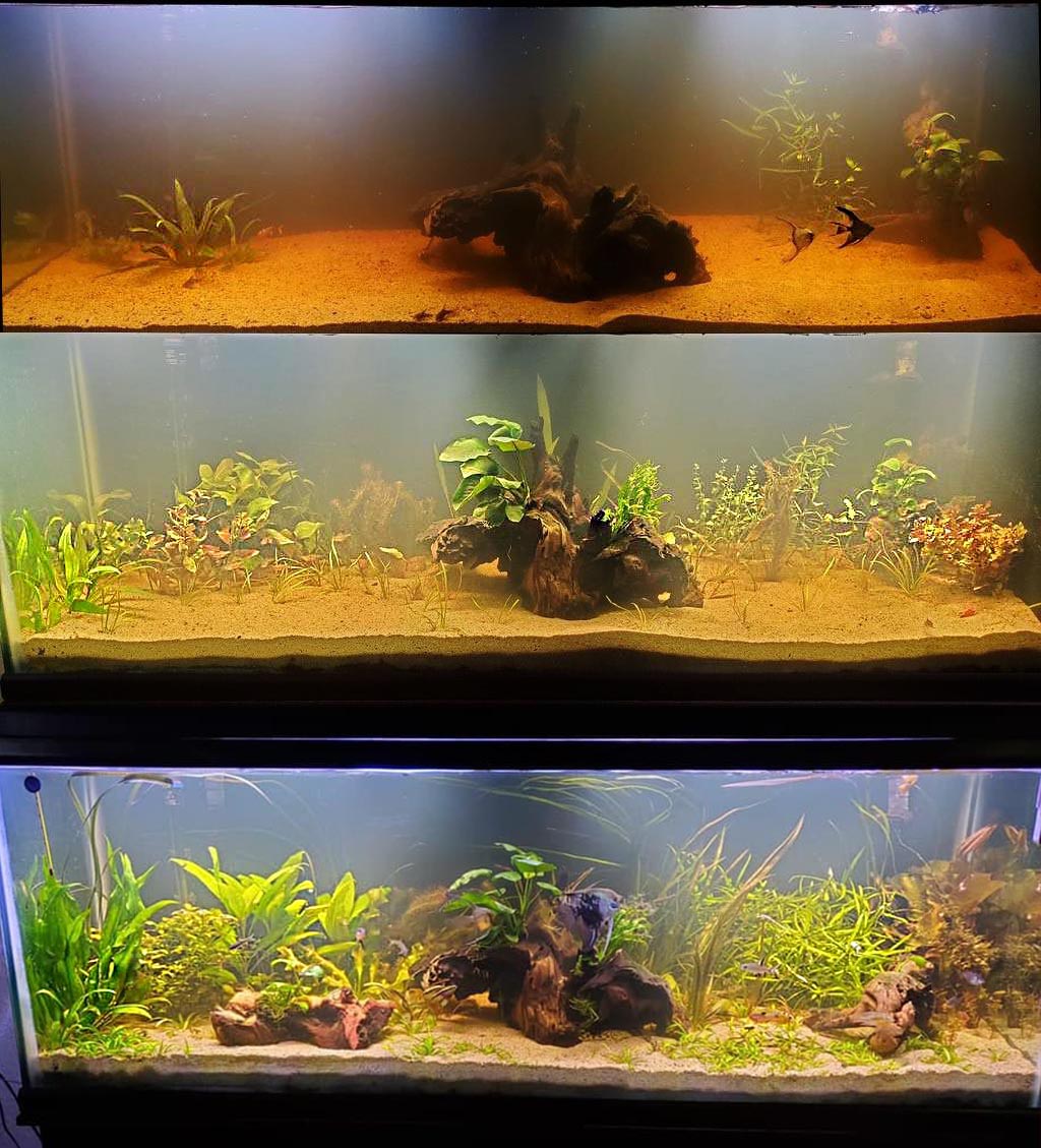 Aquarium Plant Combo product image 3