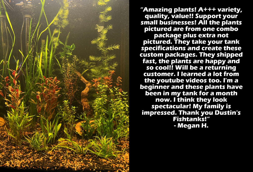 Aquarium Plant Combo product image 4