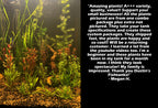 Aquarium Plant Combo product image 4